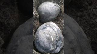 Shaligram different types of shaligram shila  gandaki river shaligram 💐💐shorts short shortsfeed [upl. by Tegan]