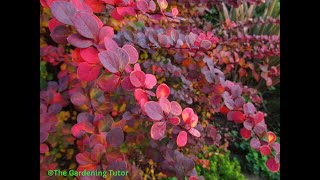 How to Prune Berberis by The Gardening TutorMary Frost [upl. by Dloreg977]