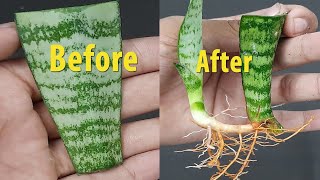 Easy Way To Propagation Snake Plant By Leaf Cuttings with SandShorts [upl. by Rettke]