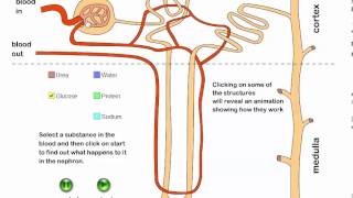 Excretion and the Kidney Part 6 IB Biology [upl. by Anilatac]