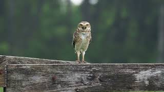 Burrowing Owl screech call [upl. by Anattar]