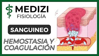 Clase 36 Fisiología Sanguínea  Hemostasia y coagulación Plaquetas IGdoctorpaiva [upl. by Eentirb]