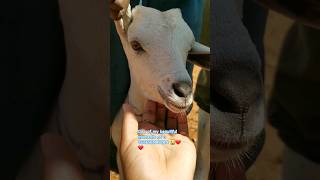 Shes really calm Deworming goats animals cute goats goat cuteanimal veterinarian goat [upl. by Laden]