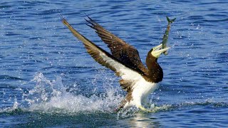 Gannets diving in Kagoshima Bay：鹿児島湾でダイブするカツオドリ [upl. by Aleyak664]