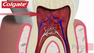 Your Teeth Explained by Colgate [upl. by Sampson]