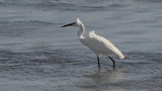 Egretta garzetta Little Egret [upl. by Yrnehnhoj]