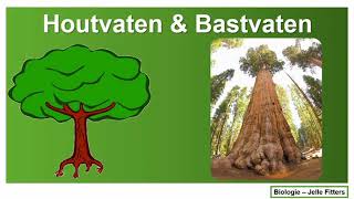 Planten  houtvaten amp bastvaten [upl. by Jacobah998]