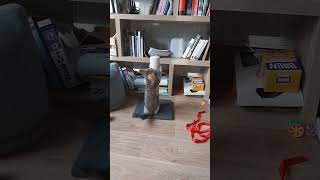 Mon Chaton Séclate sur son Grattoir à Chats  😻 shorts animaux animals chat funny shortvideo [upl. by Armat]