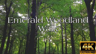 Emerald Woodland Walk 4k relax walking mindfulness meditate [upl. by Aspasia]