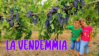 🍇🍷 LA VENDEMMIA dalla Raccolta delluva alla Vinificazione  Az Corte Beneficio Coccanile Fe [upl. by Reiko]