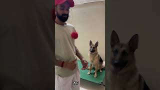 Gsd training results germanshepherd dogtraining monomarkk9 trendingshorts ytshorts [upl. by Kreg204]