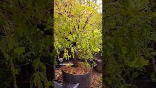 Taxodium 🍁🍂🌲planta que conta com efeito outonal incrível nas folhas 🍁🍂🌲 japanesemaple oak [upl. by Eehtomit]