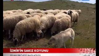 SAKIZ KOYUNU SEFERİHİSARDA ISLAH EDİLİYOR [upl. by Tnecniv]