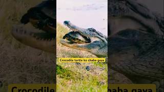 Dur jaoge dekh ke crocodile shorts turtle youtubeshorts jungle minivlog birds parrot pets [upl. by Traweek]