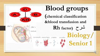 blood groups transfusionamp Rh factor  biology 1st secondary شرح [upl. by Eva]