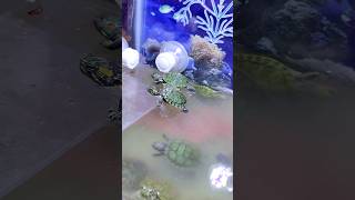 Winters main kaise care kare  turtle short tortoise vlog [upl. by Tarryn]