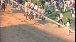 Secretariat  Triple Crown Compilation [upl. by Kcirdahc]