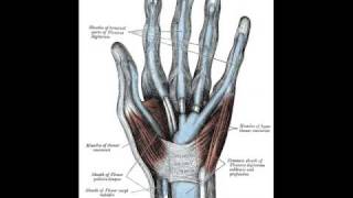 Surface Marking of Flexor Retinaculum of Hand [upl. by Yelkcub]