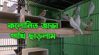 জাভা পাখির খামার  Java sparrow breeding  SK Aviary amp Agro [upl. by Aratal]