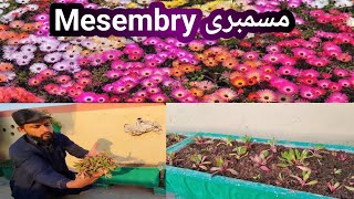 Mesembryanthemum Spring Best Flowers  How To Grow Mesembry Flowers [upl. by Crain]