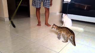 quotAsian leopard cat from borneoquotfree room [upl. by Janella]