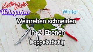 Weinrebe zurück schneiden 2 Ebene Rückschnitt mehrjährige Weinrebe Winter  Herbst Trauben Video 3 [upl. by Wrdna]