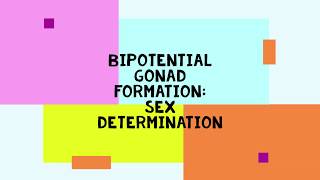 How you you become male or female Bipotential Gonad Formation [upl. by Boeschen723]