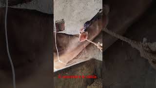 iv cannula in jugular vein in a red cowquick intravenous setting kaise lagaye [upl. by Stutzman]