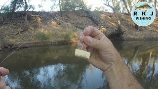 Murray Cod fishing using cheese for bait [upl. by Pich268]