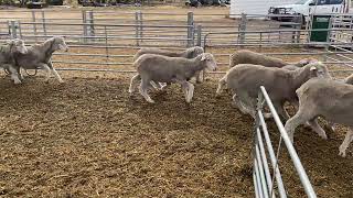 Girdham A ewe lambs [upl. by Wayland]