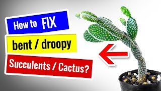 CACTUS CARE for Beginners  How to fix DROOPY Cactus Succulent [upl. by Michigan246]