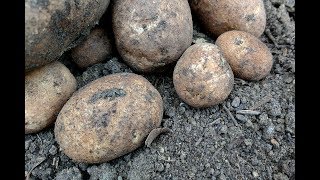 HARVESTING Russet Potato June 2017 [upl. by Artemis]