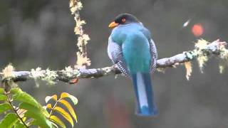 Hispaniolan Trogon [upl. by Amiarom]