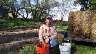 Tree Grafting Part 3 quotPlanting the Apple Trees Outsidequot [upl. by Tlok552]