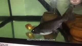 Gulper Catfish Asterophysus Batrachus Attack fail [upl. by Wernher503]