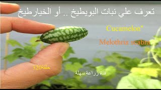 تعرف على نبات البويطيخأو الخيارطيخ CucamelonMelothria scabraquot [upl. by Zevahc639]