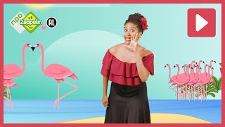 FLAMENCO  Dans mee met Zuzu  NPO Zappelin [upl. by Harriott]