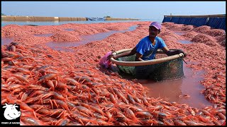 🦐 Industria De 90 Mil Millones De Dólares  Cultivo Y Procesamiento De Camarones [upl. by Merci]