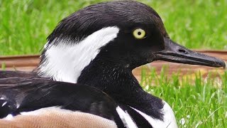 Hooded Merganser Male [upl. by Venetis]