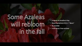 Reblooming Azaleas [upl. by Suiravat]