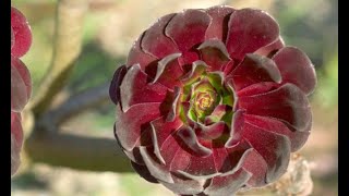 Aeonium arboreum  Bricomanía [upl. by Gilson]