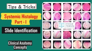 Systemic Histology Part  I Slide Identification Tips amp Tricks I Histology Spotters I CCAnatomy [upl. by Pinto32]