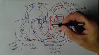 Cardiovascular Diseases 1 Normal physiology and pulmonary arterial hypertension [upl. by Lorianna]