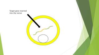 The process of retrovirus mediated gene transfer [upl. by Irving]