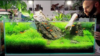 FASTEST Growing Aquarium Plant Takes Over [upl. by Namijneb842]