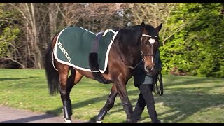 Juddmonte Farms  Behind The Scenes with Frankel and Kingman [upl. by Ahserkal433]