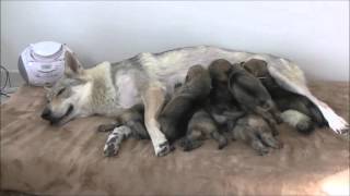 Chiots chiens loups tchécoslovaques 17 jours portée Heaven amp Baron 2016 [upl. by Dalis]