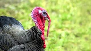 Turkey Call  Turkey Sound  Learn The Sound a Turkey Makes [upl. by Godewyn]