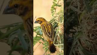 Ploceus philippinus weaver sparrows weave birds nests with exquisite weaving skills 黄胸织雀编织鸟窝，编艺精湛 [upl. by Ramedlab36]