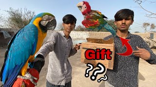 Macaw parrot kay leay gift 🎁 aa gaya but [upl. by Ttevi278]